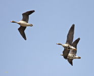 Greater White fronted Geese 1508